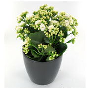 Kalanchoe blanc + Cache pot Anthracite